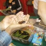 Girls Rule! member holding an Madagascan Cockroach!